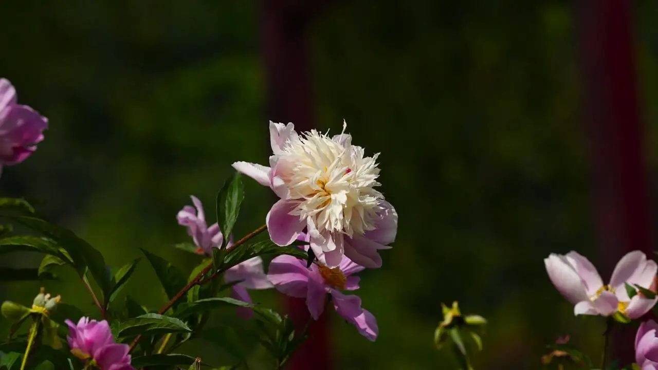 peony under tree shade
