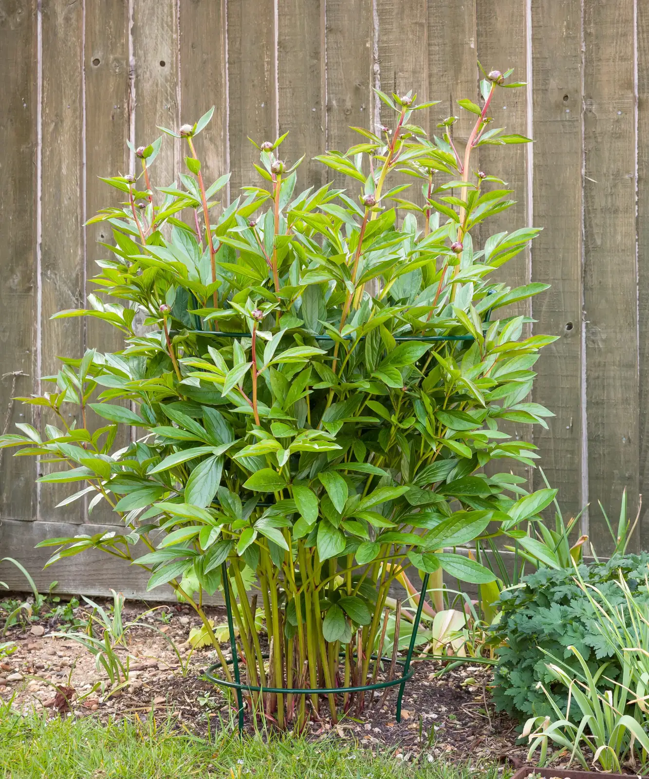 peony watering at base mulch