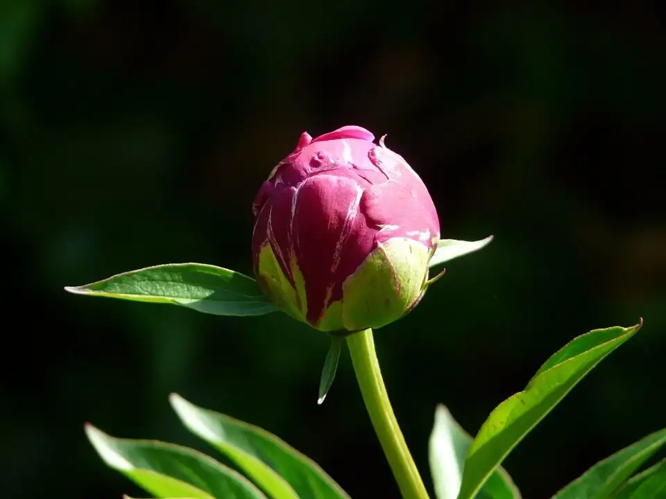 peony marshmallow bud stage
