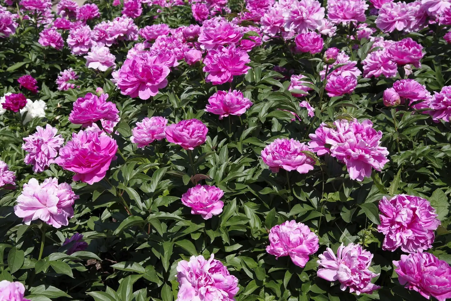 Inside the Crown: How Fleshy Storage Roots Fuel Lush Blooms and Winter Comebacks