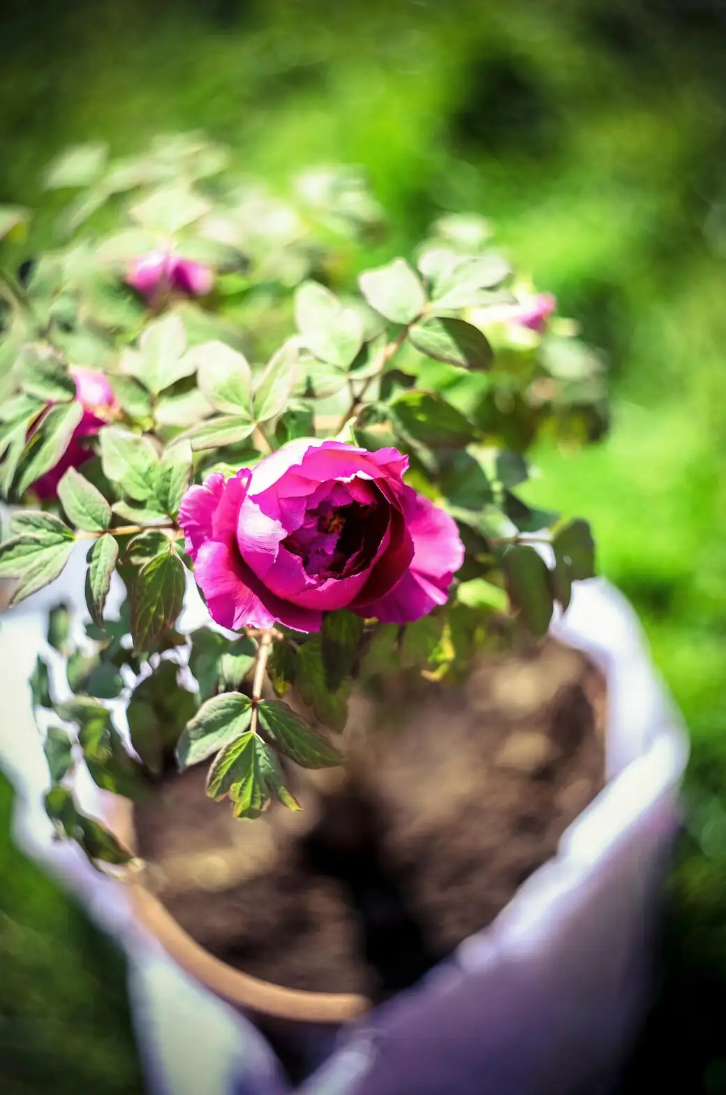 Chinese peony storage roots close-up