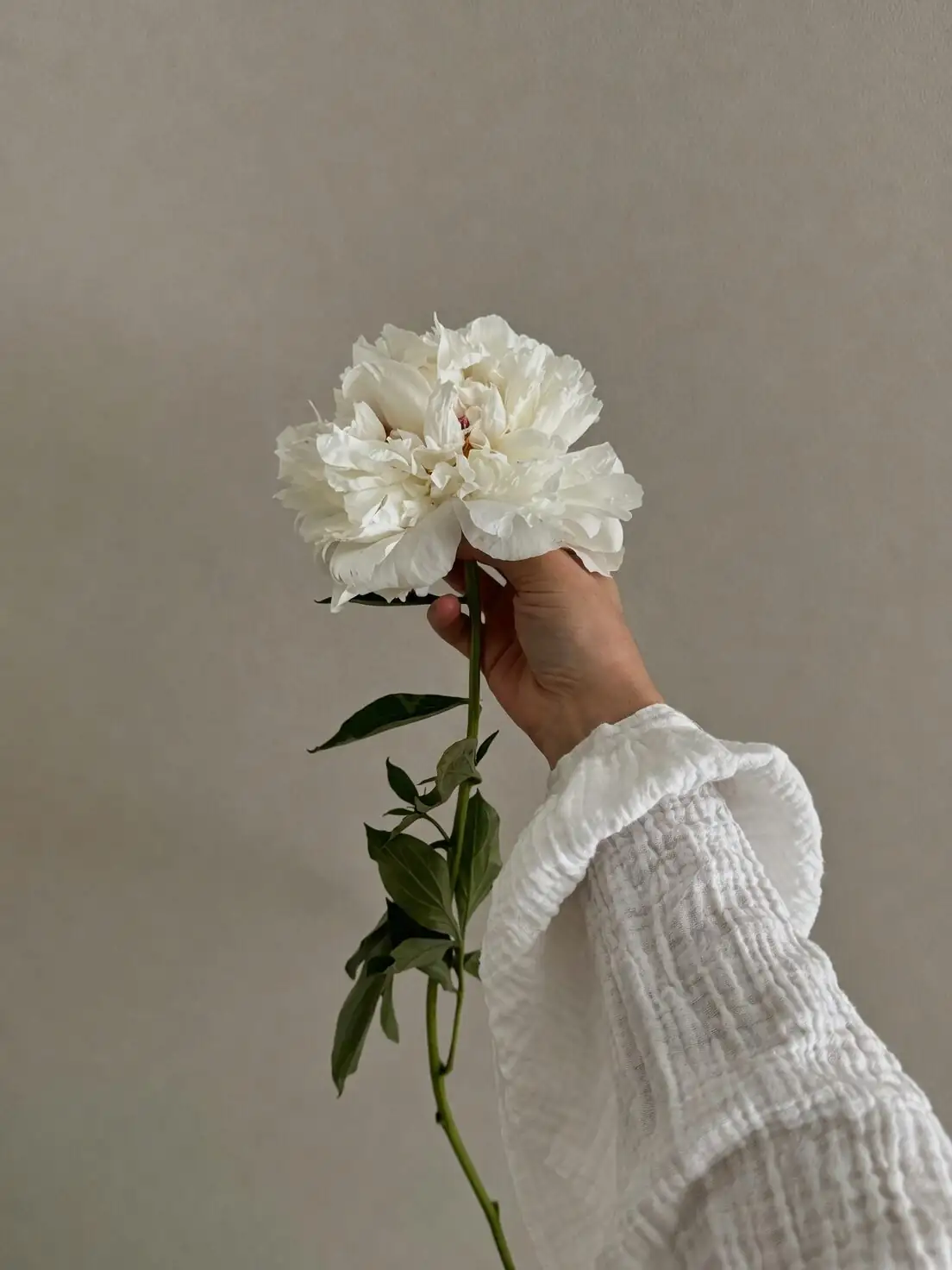 Chinese peony deadheading hand pruners