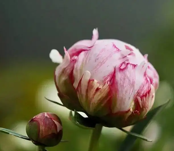 Chinese peony disbudding side buds