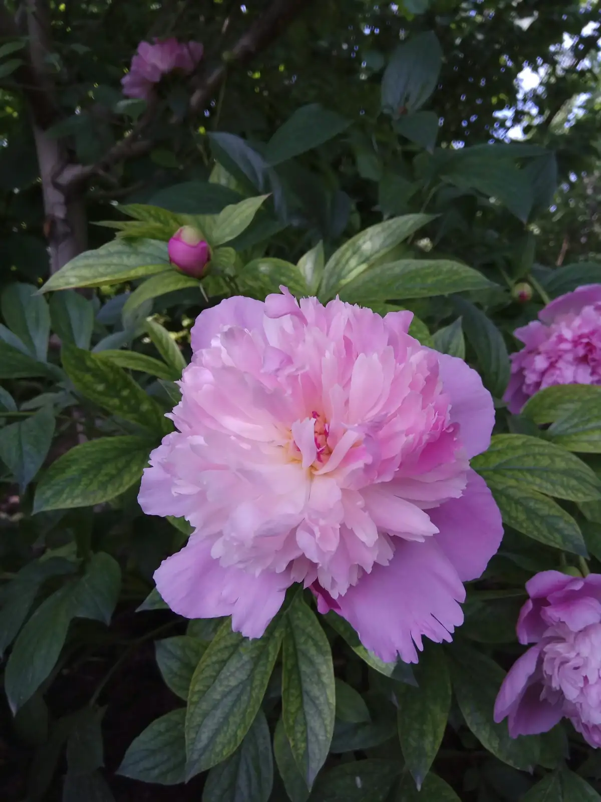 分株不走弯路：一图看懂芍药秋分株与春栽误区