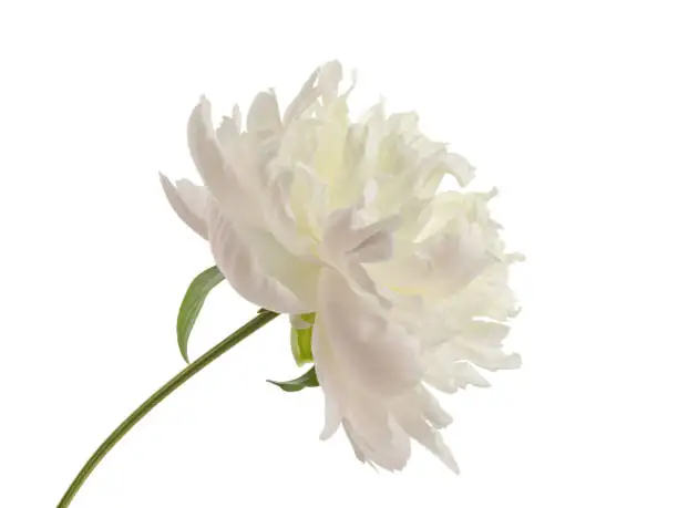 peony root clump digging