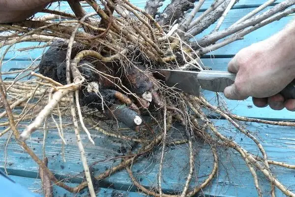 peony root division knife