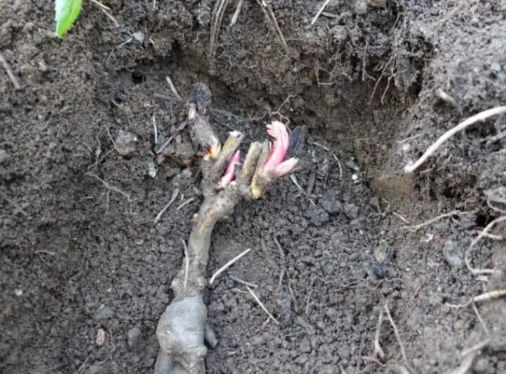 peony planting depth buds level