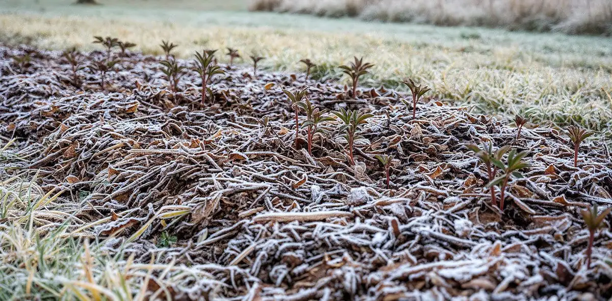 peony winter mulch label