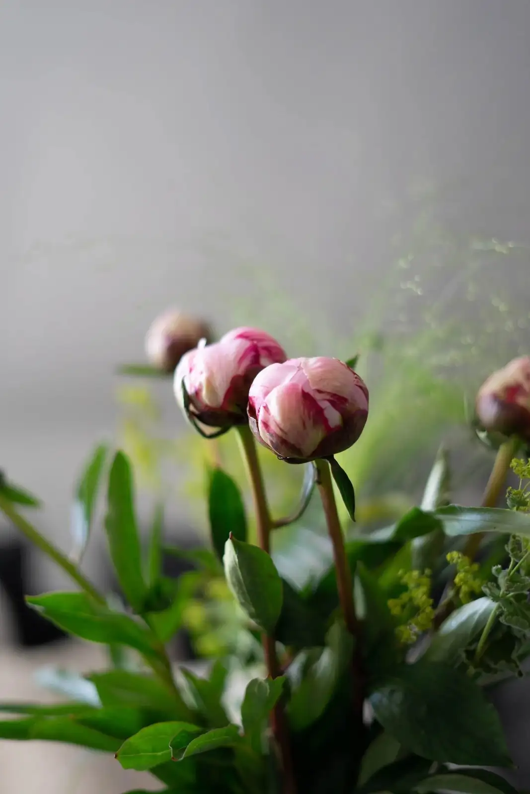peony potting mix drainage