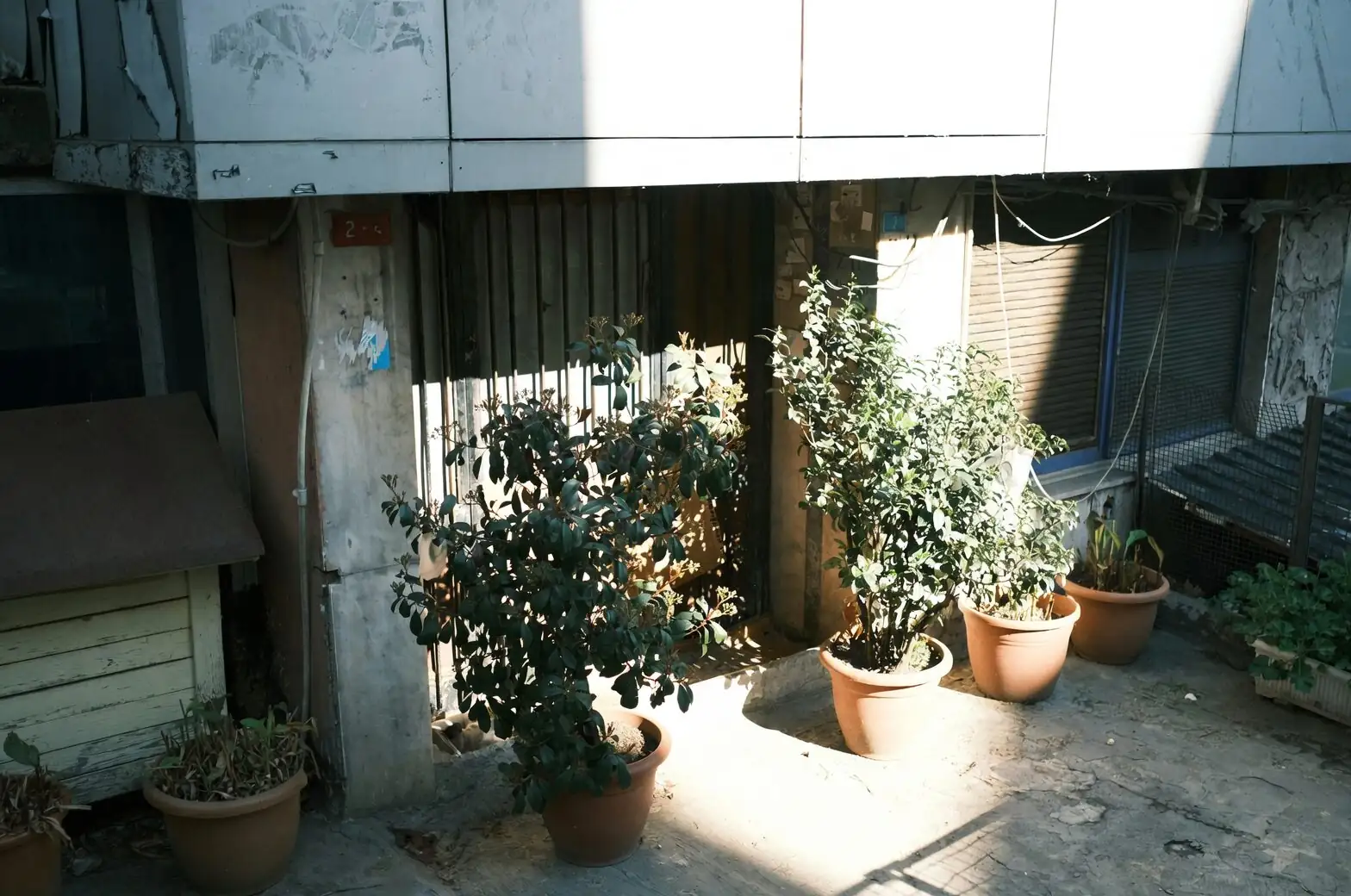 peony pots raised stand balcony