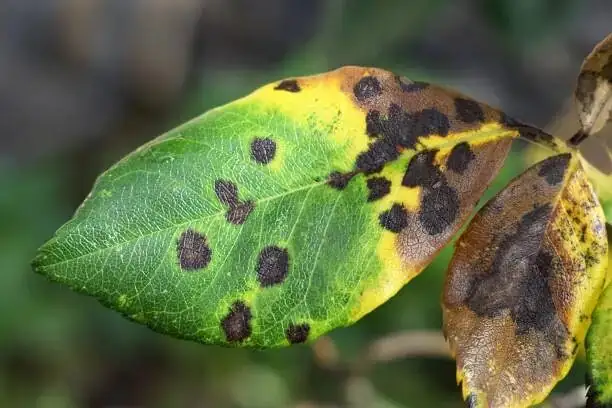 peony leaf black spot close up
