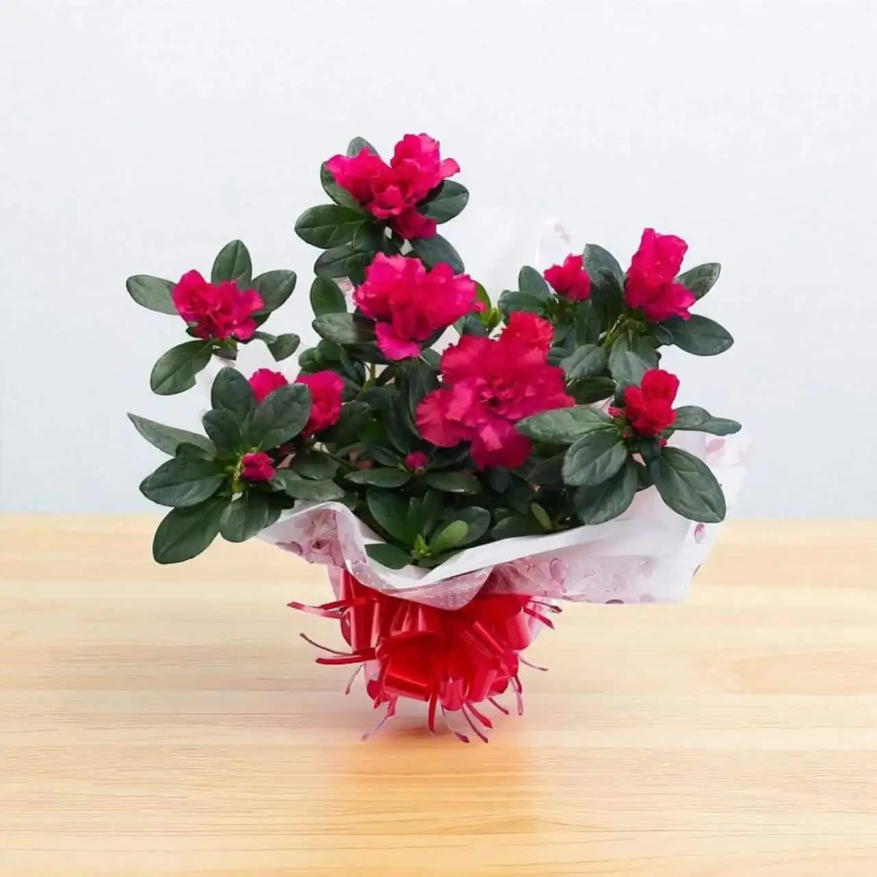 Belgian Azalea Survival Guide: The Exact Light, Temperature, and Watering Rhythm by Season
