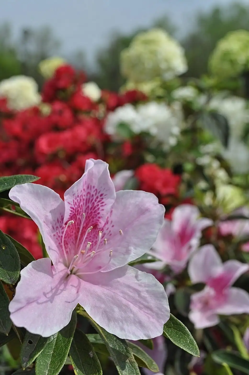 Belgian azalea watering with drainage