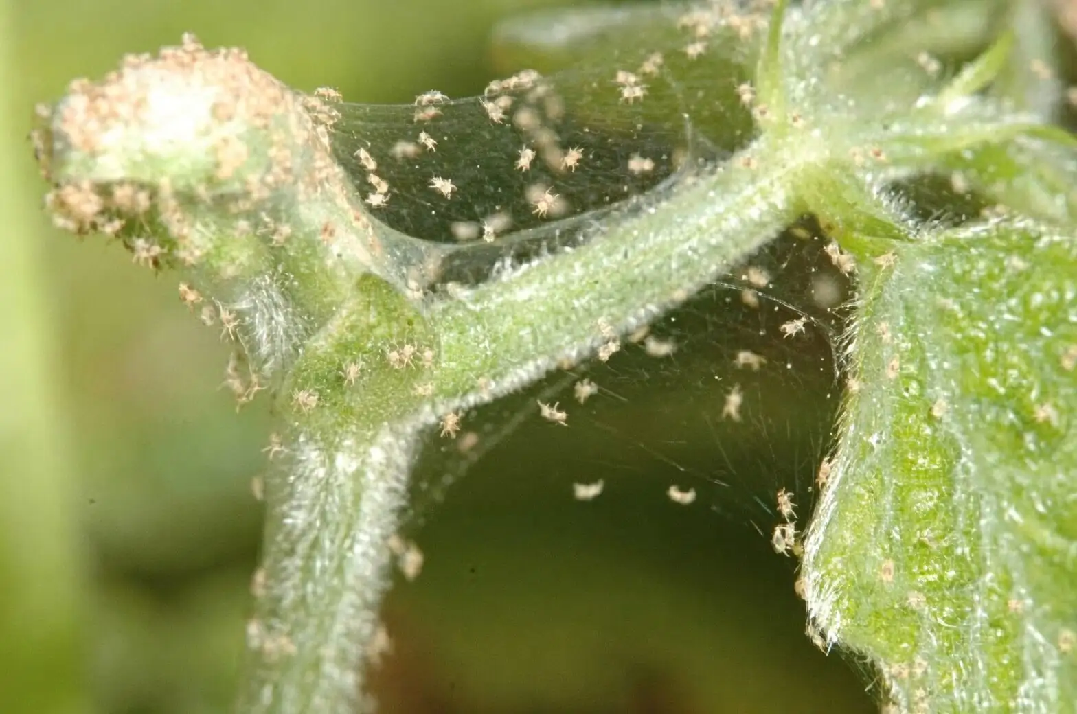 florist azalea spider mites webbing
