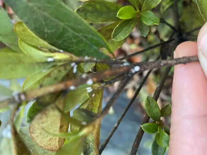 florist azalea scale insects stems
