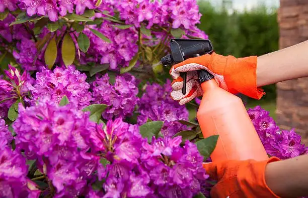 florist azalea leaf underside spray