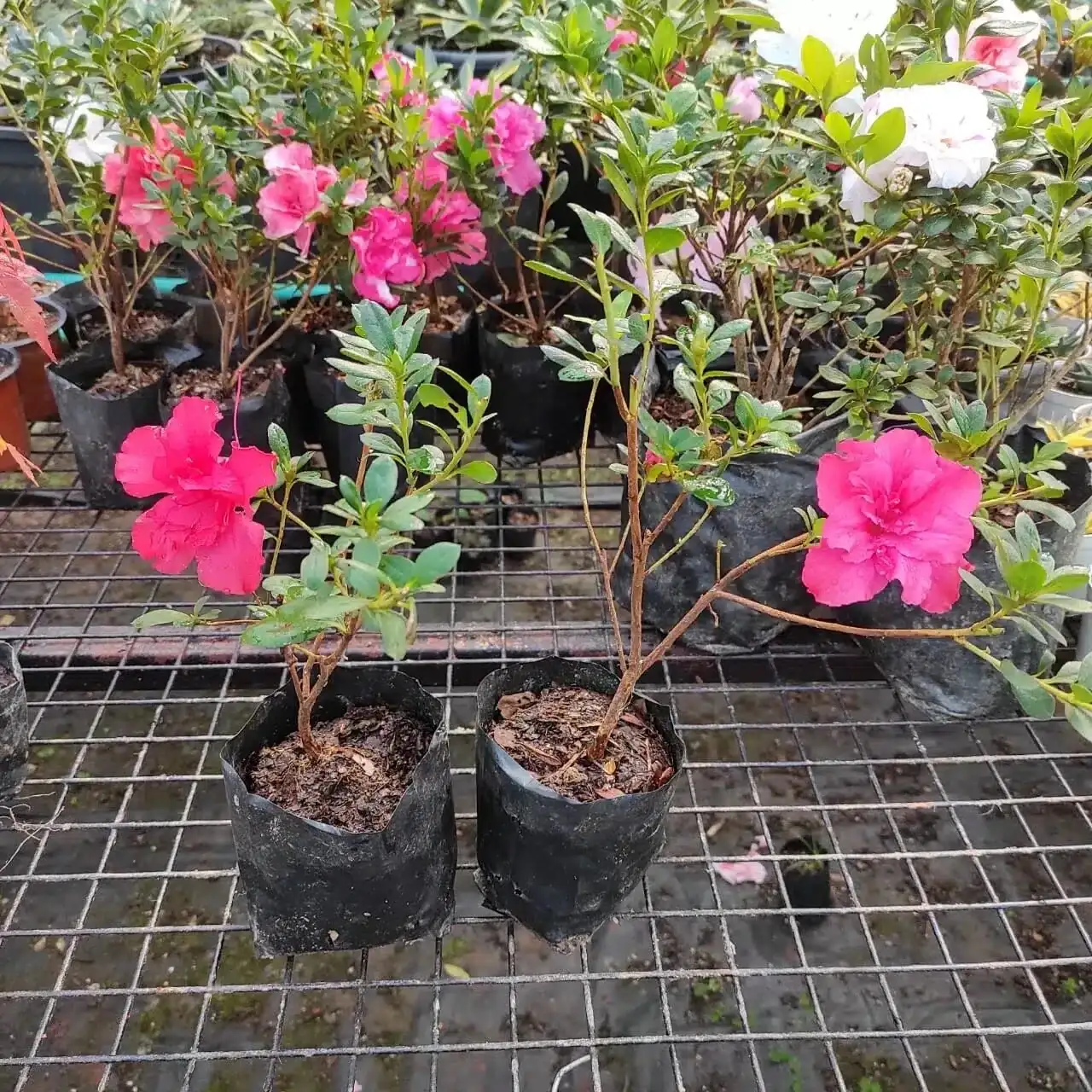 Belgian azalea greenhouse rows