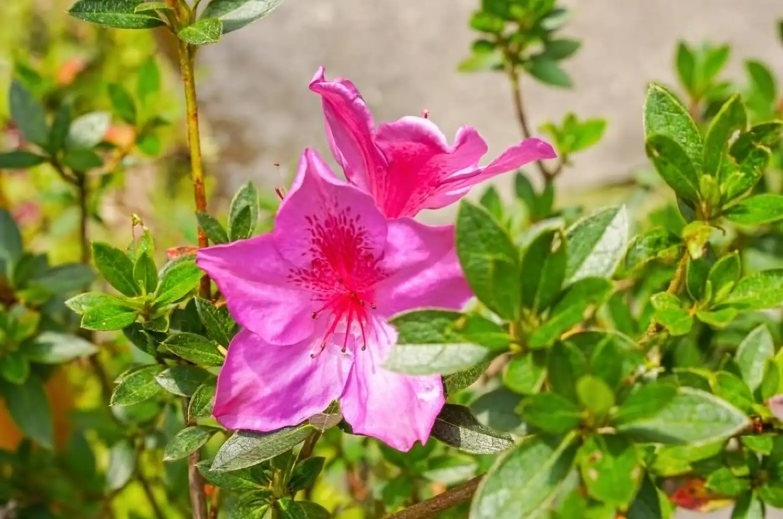 Belgian azalea flower buds close up