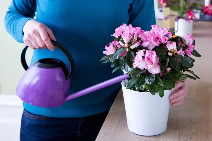 Belgian azalea watering indoor pot