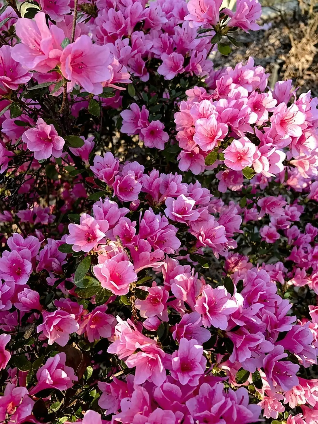 Belgian azalea buds store display
