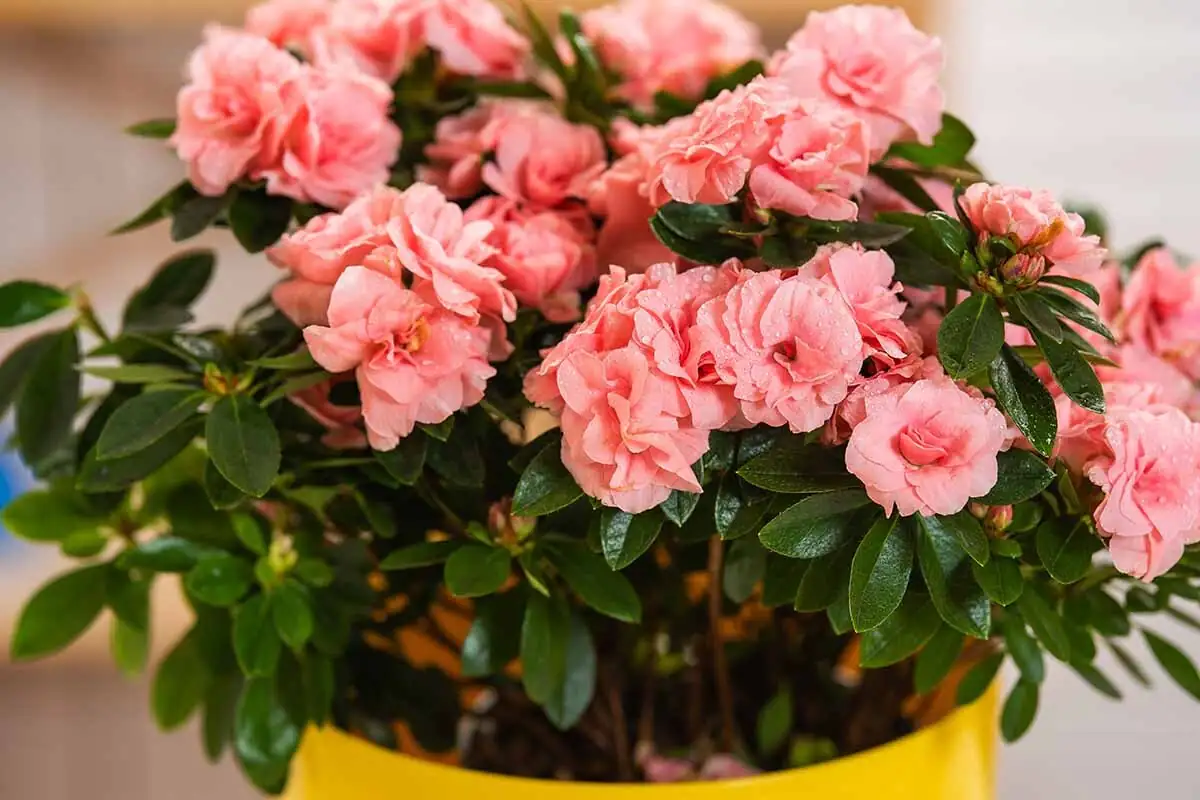 Why Your Azalea Blooms Longer in the Cold: Counterintuitive Habits and Other Florist-Azalea Quirks