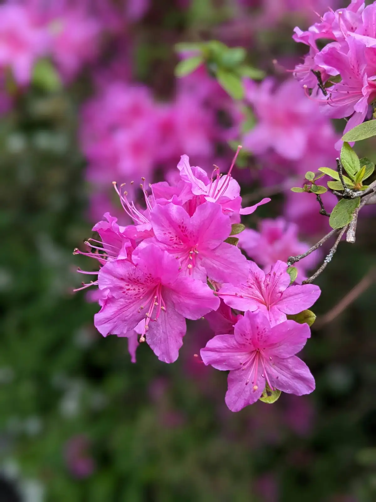 florist azalea ruffled blooms close-up