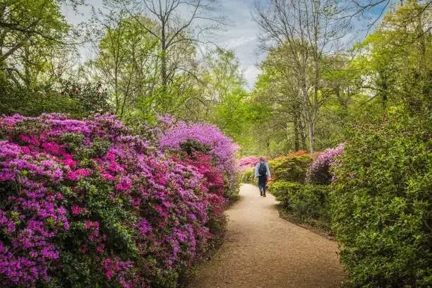 azalea cuckoo bird spring garden