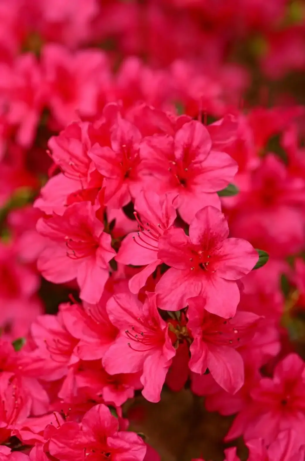 Belgian azalea tip cuttings preparation