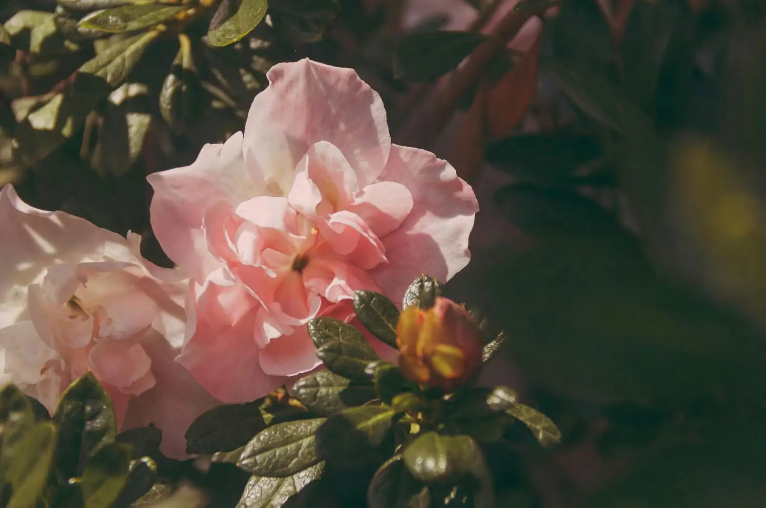 Cool-Room Styling: Make Florist Azaleas Steal the Winter Show Without Wilting