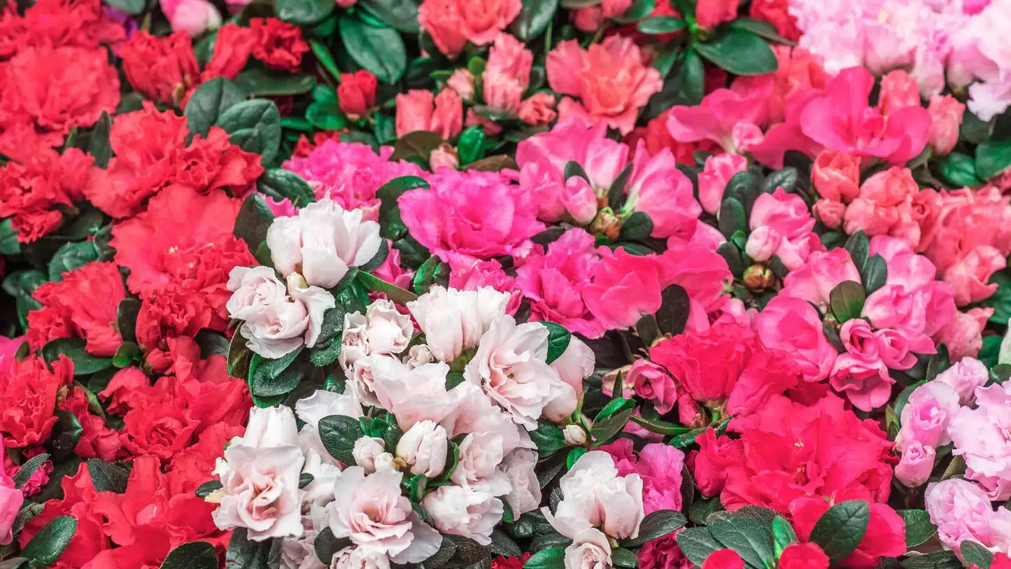 florist azalea red white pink trio