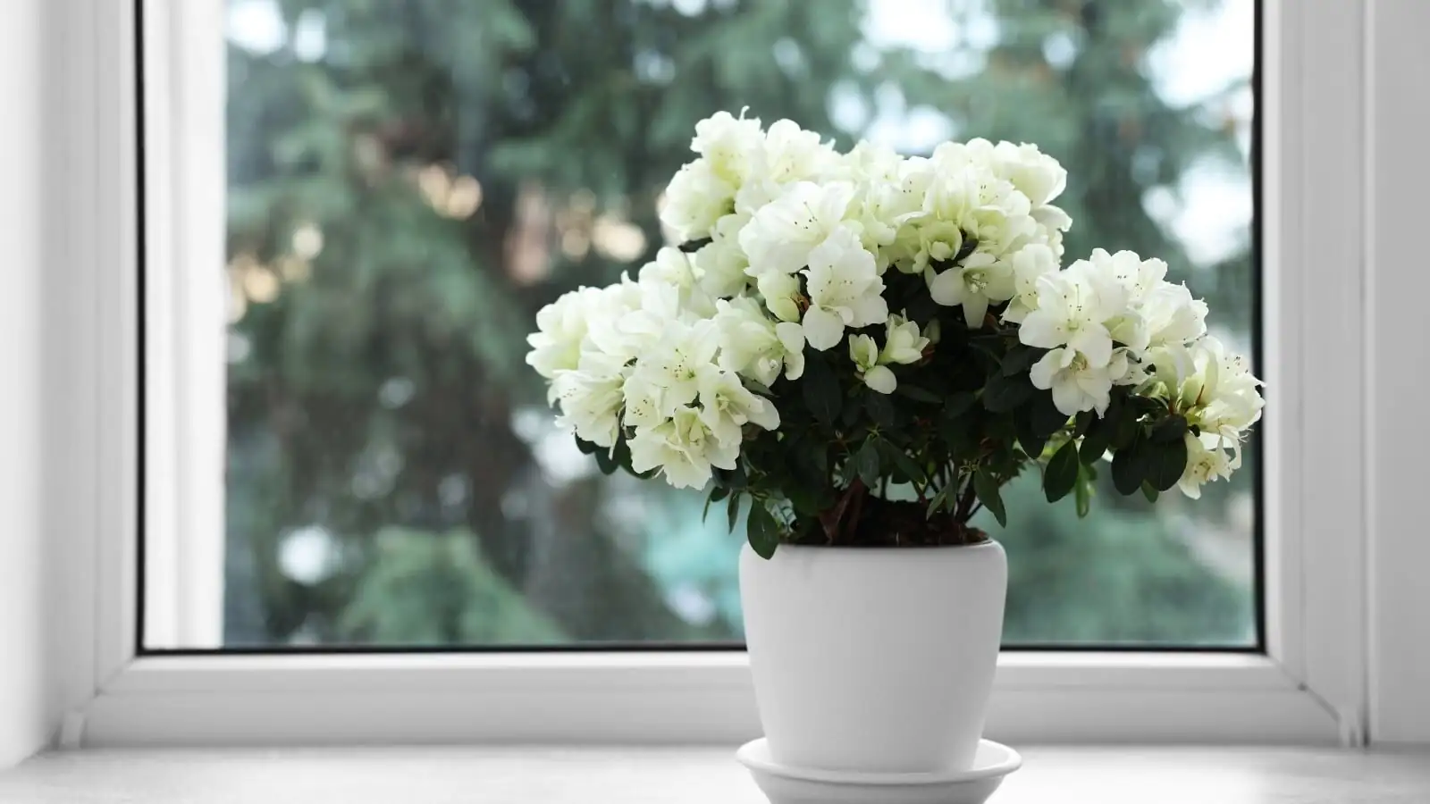 florist azalea indoor fan airflow