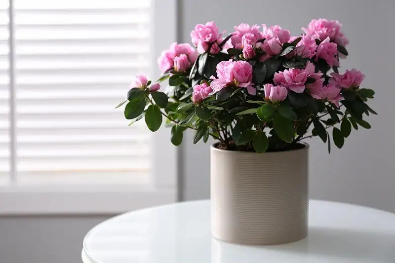 Acid Test: Stop Yellow Leaves on Florist Azaleas with the Right Water and Iron