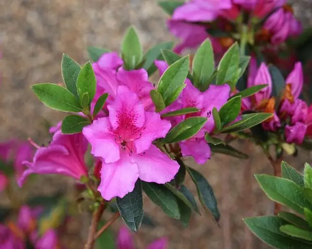 florist azalea potting mix close-up