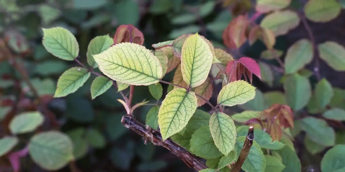 florist azalea iron chlorosis leaves close-up