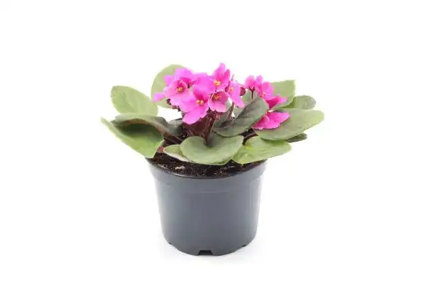Pick a Winner at the Flower Shop: 10-Point Checklist for Long-Lasting Belgian Azaleas