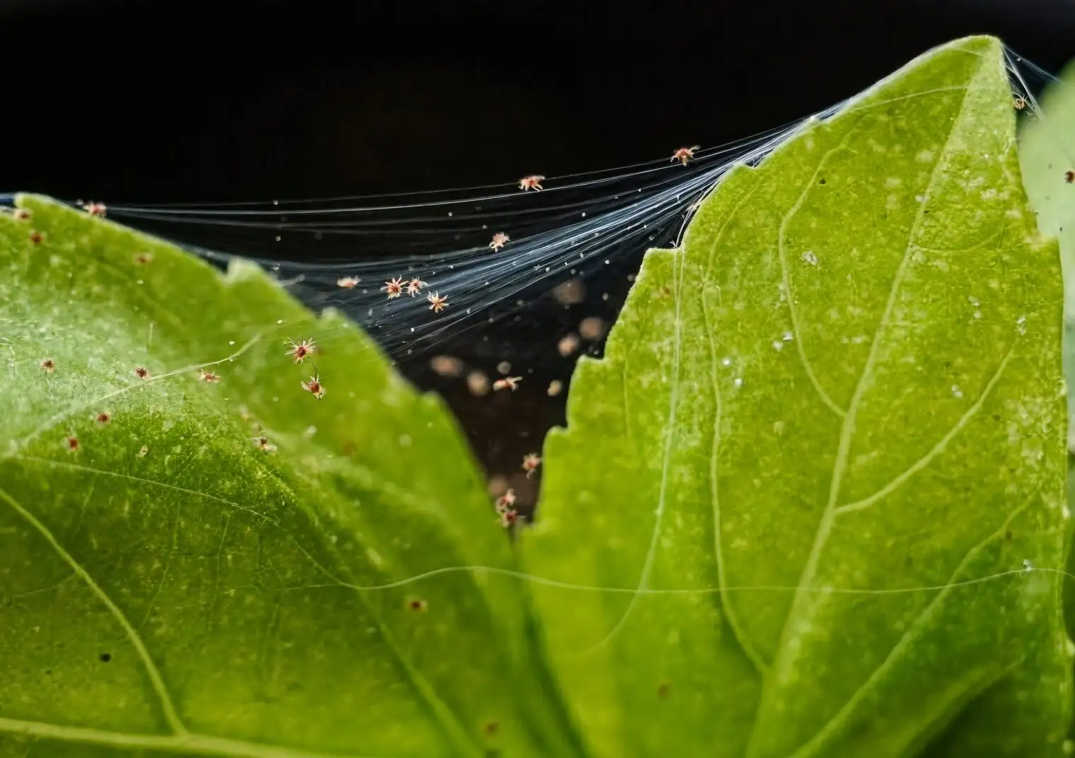 Belgian azalea spider mites leaf macro