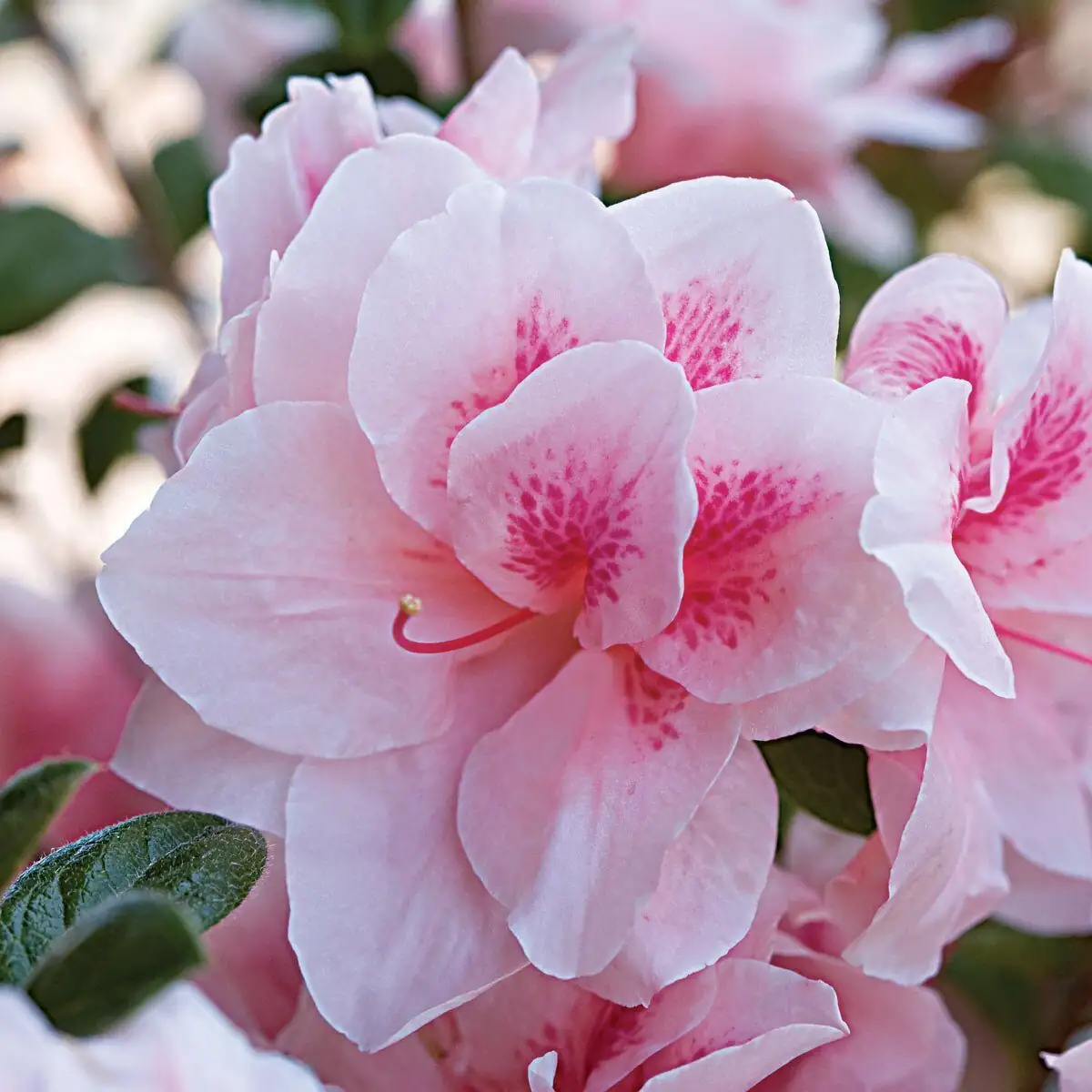 florist azalea flower close-up