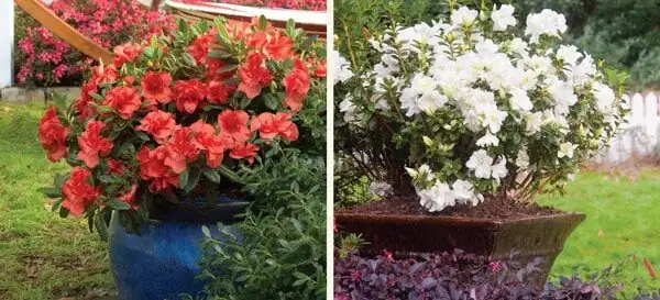 florist azalea container frost cloth porch