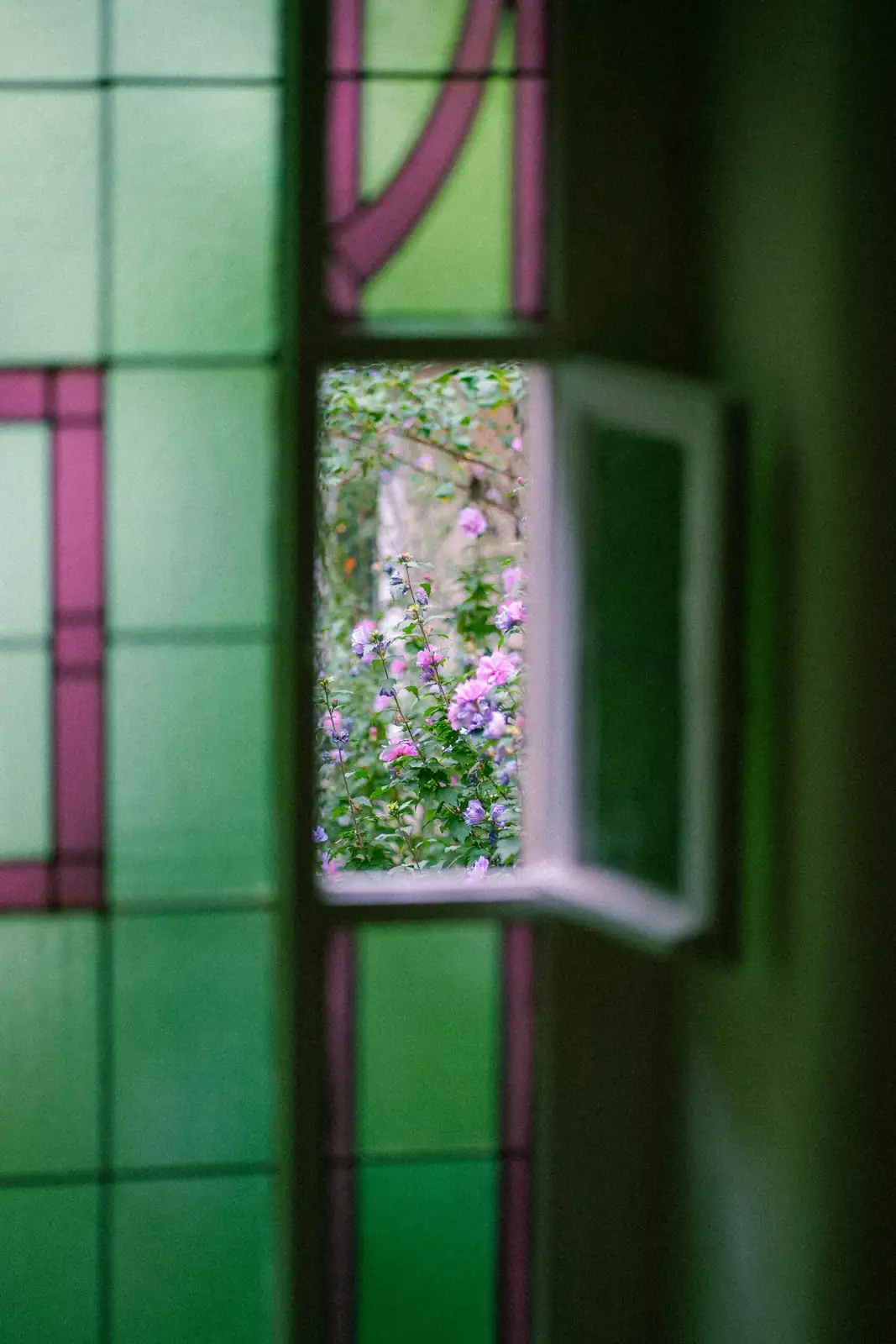 florist azalea east window pebble tray