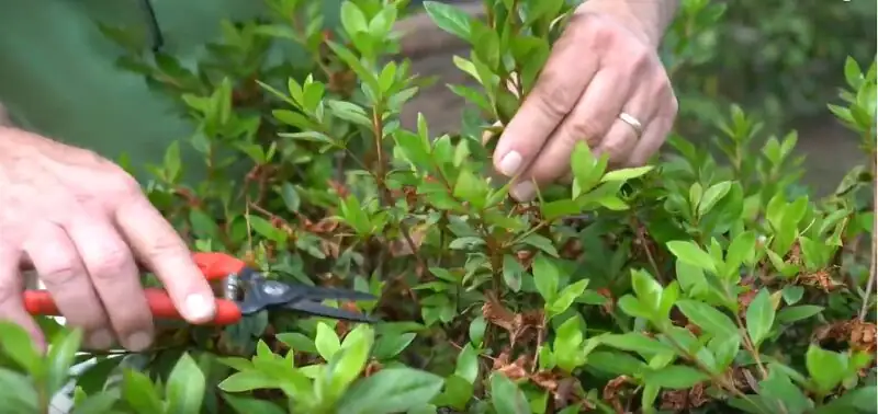 florist azalea pinch pruning hands