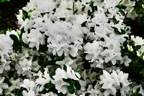 florist azalea iron chlorosis leaves