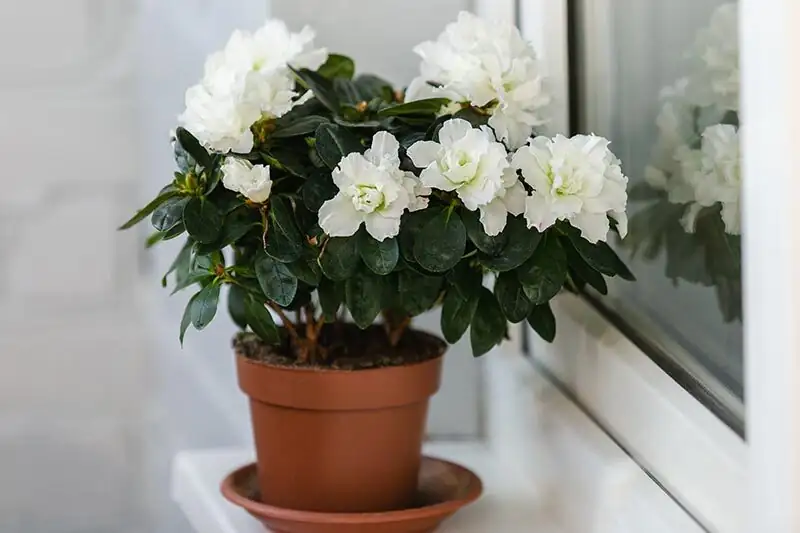 florist azalea winter balcony trough