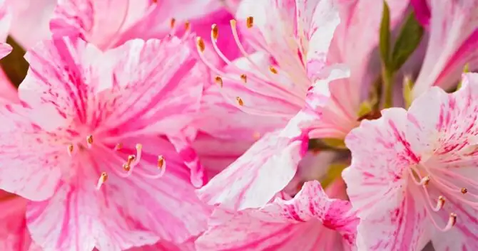 florist azalea east window light