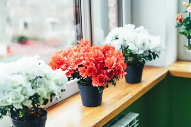 florist azalea pebble tray