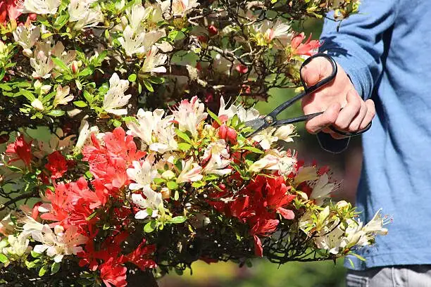 azalea deadheading hand removing bloom