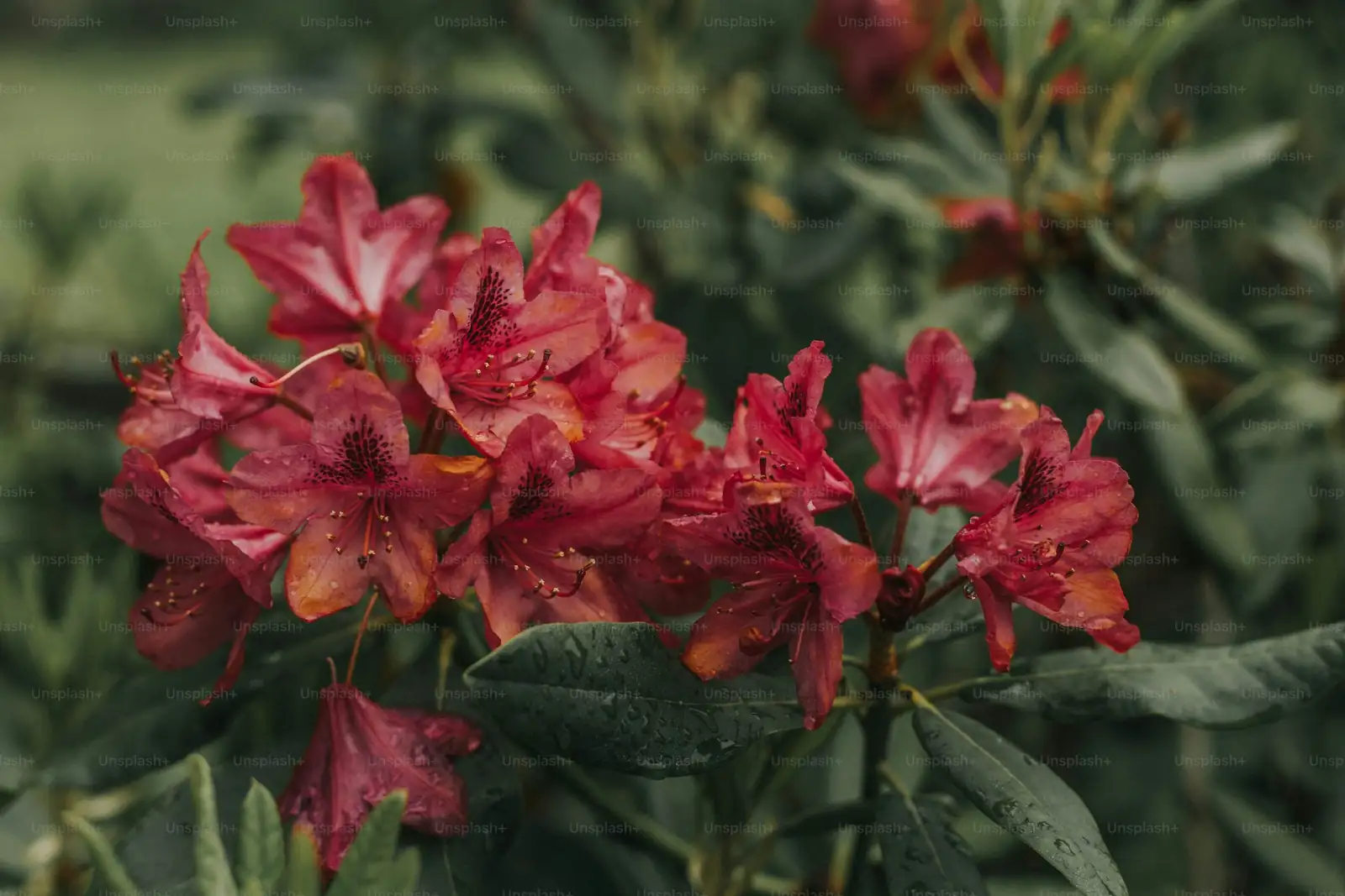 Belgian azalea soil moisture check