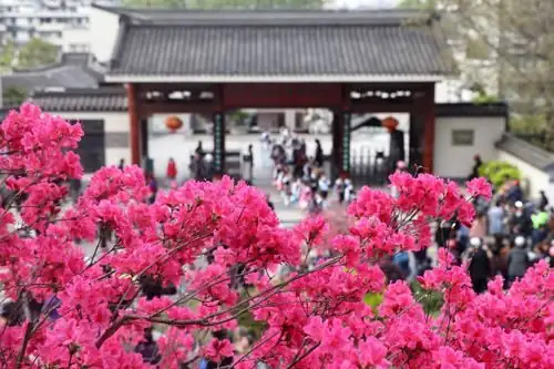 Belgian azalea Chinese New Year decor