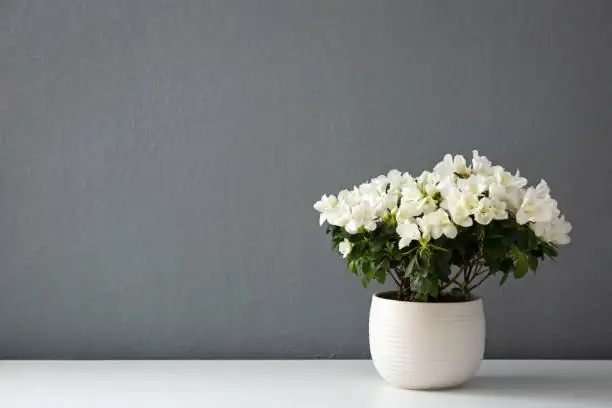 Belgian azalea red white ceramic pot