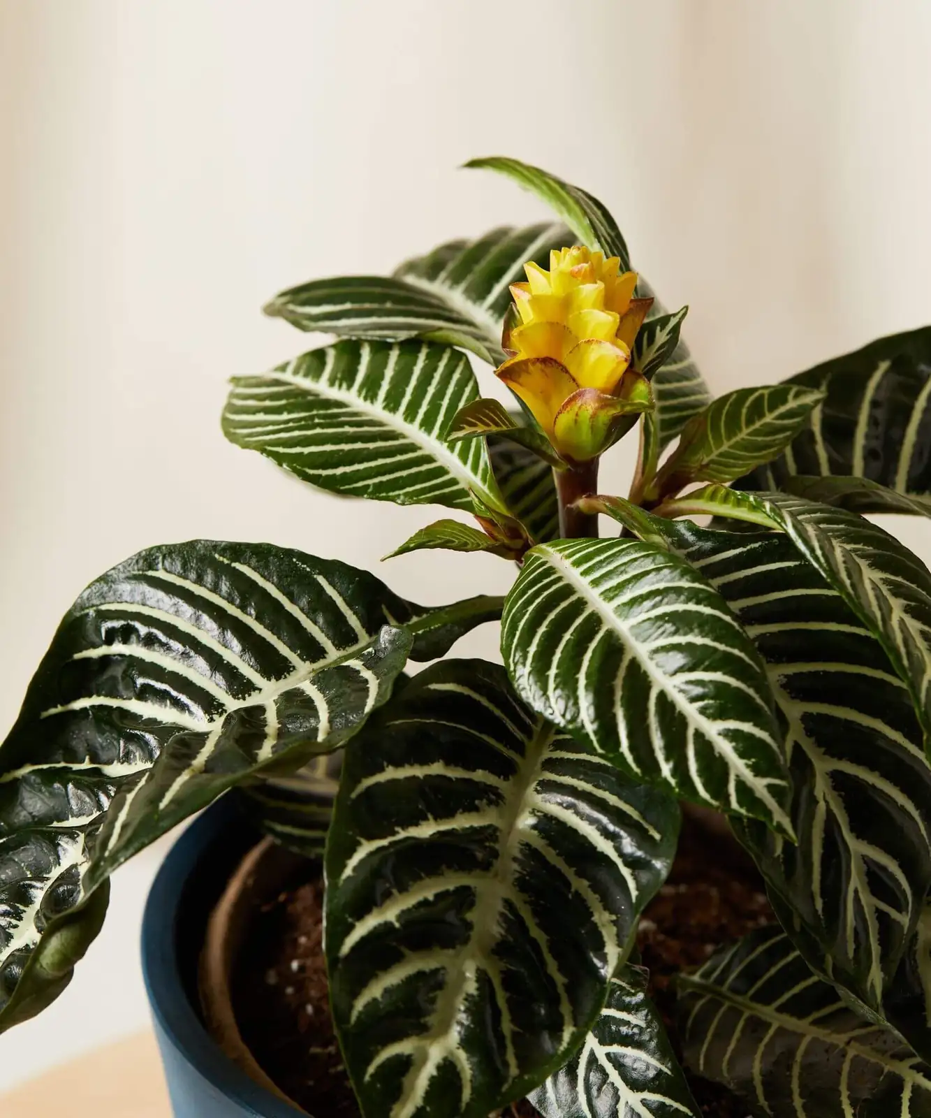 Zebra Plant Care Playbook: Keep the Stripes Sharp – Light, Humidity, and a 52-Week Watering Rhythm