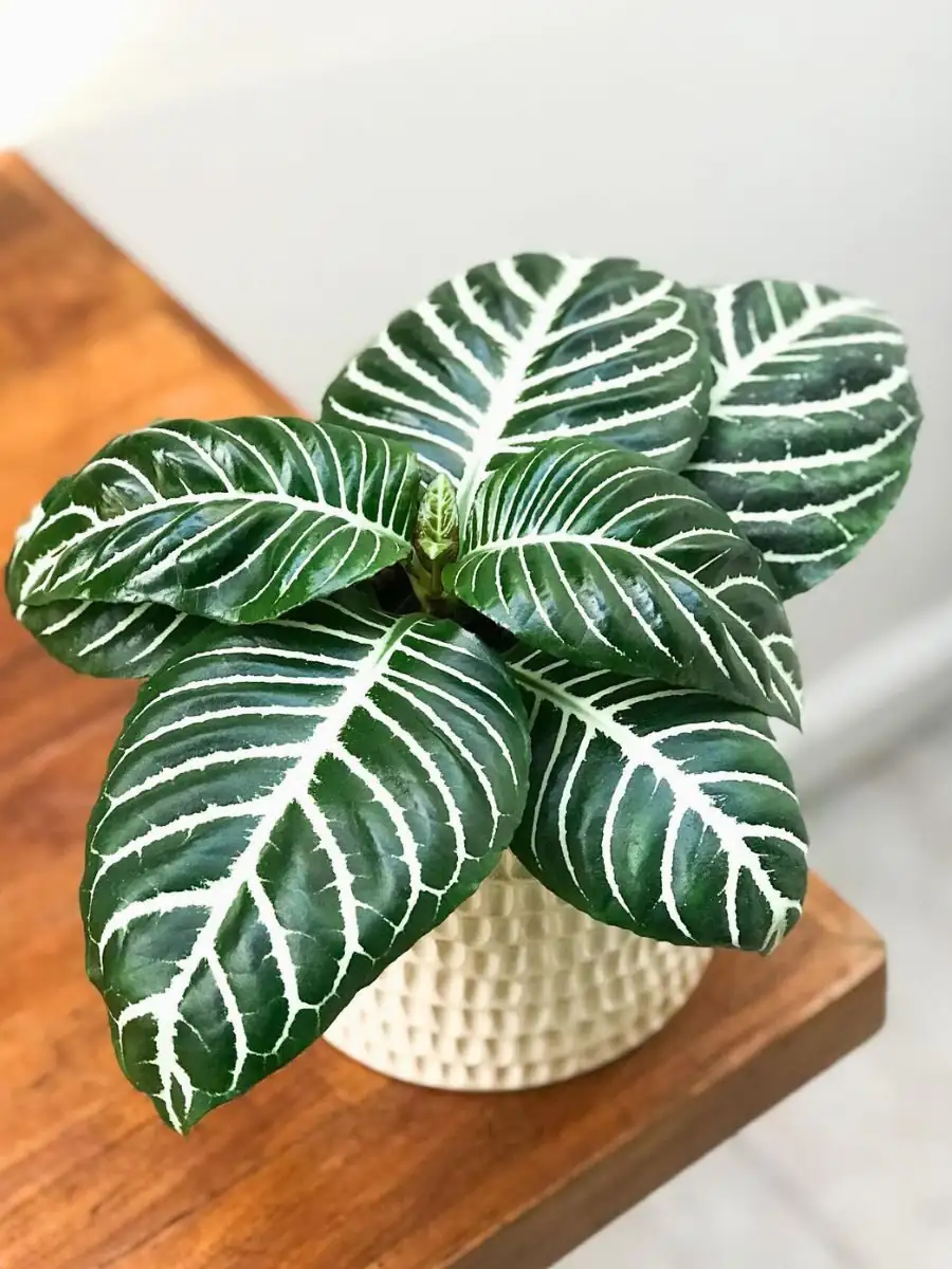 SOS for Droopy Stripes: Beat Spider Mites, Leaf Drop, and Root Rot on Aphelandra squarrosa